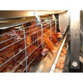 Layer Cages in Poultry House for Chicken with Low Price